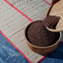 drying-pepper__starling-farm_kampot-pepper-farm-1