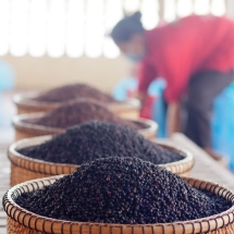 sorting-pepper_starling-farm_kampot_organic-1