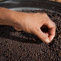 sorting-pepper_starling-farm_kampot_organic-5