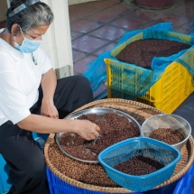 sorting-pepper_starling-farm_kampot_organic-8