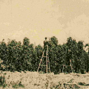 history_starling-farm_kampot-pepper