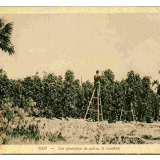 history_starling-farm_kampot-pepper_kampot-01