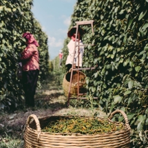 processing-pepper_starling-farm_organic-plantation-kampot-1