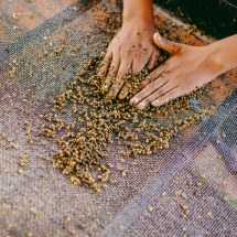 processing-pepper_starling-farm_organic-plantation-kampot-13