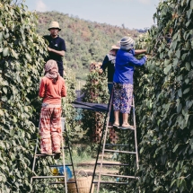 processing-pepper_starling-farm_organic-plantation-kampot-2