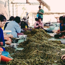 processing-pepper_starling-farm_organic-plantation-kampot-4