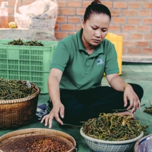 processing-pepper_starling-farm_organic-plantation-kampot-6