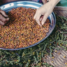 processing-pepper_starling-farm_organic-plantation-kampot-8